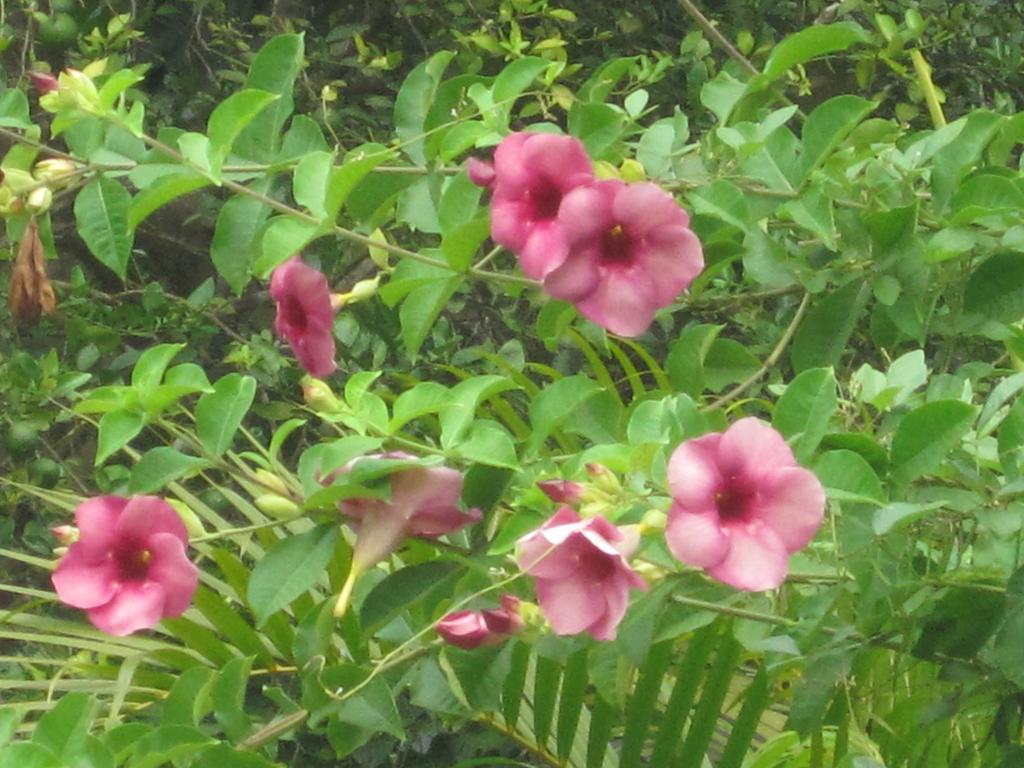 Ranith Villa Tangalle Kamer foto