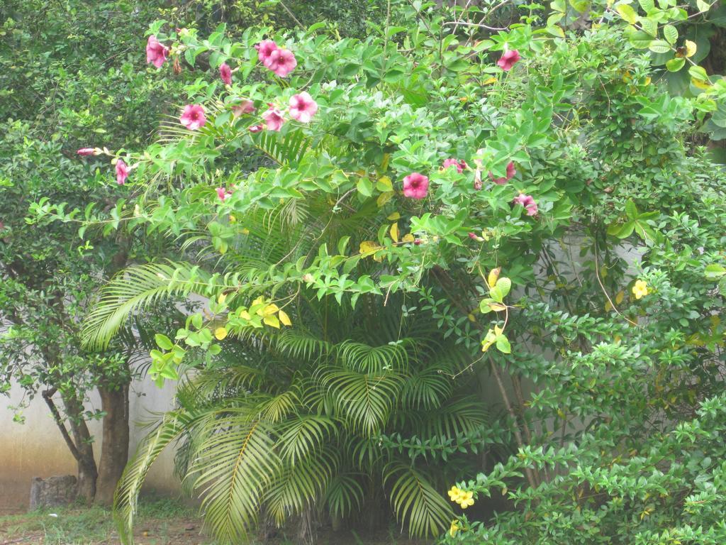 Ranith Villa Tangalle Buitenkant foto