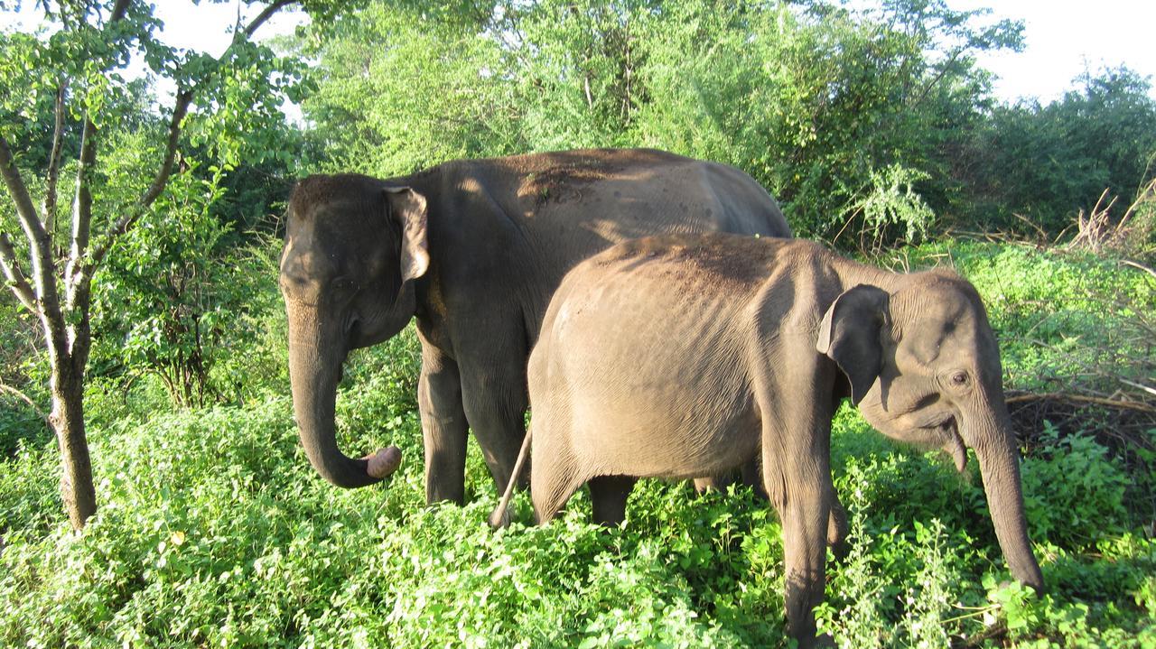 Ranith Villa Tangalle Buitenkant foto